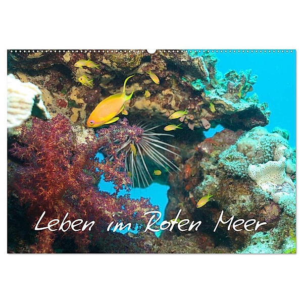 Leben im Roten Meer (Wandkalender 2024 DIN A2 quer), CALVENDO Monatskalender, Lars Eberschulz