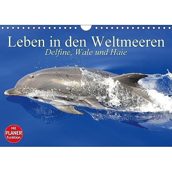 Leben in den Weltmeeren. Delfine, Wale und Haie (Wandkalender 2017 DIN A4 quer), Elisabeth Stanzer