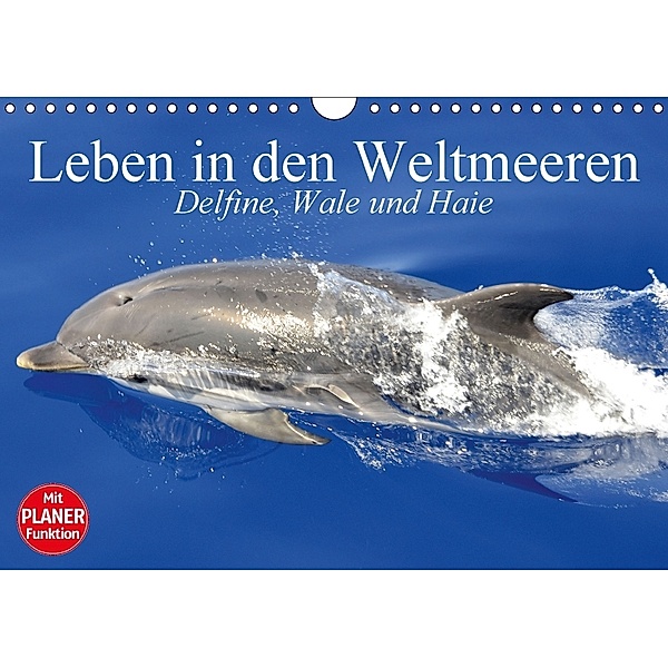 Leben in den Weltmeeren. Delfine, Wale und Haie (Wandkalender 2018 DIN A4 quer), Elisabeth Stanzer