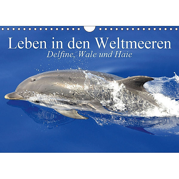 Leben in den Weltmeeren. Delfine, Wale und Haie (Wandkalender 2019 DIN A4 quer), Elisabeth Stanzer