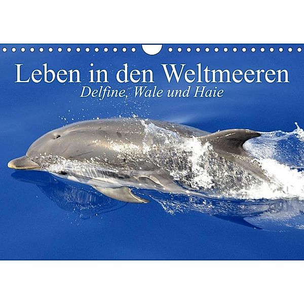 Leben in den Weltmeeren. Delfine, Wale und Haie (Wandkalender 2023 DIN A4 quer), Elisabeth Stanzer