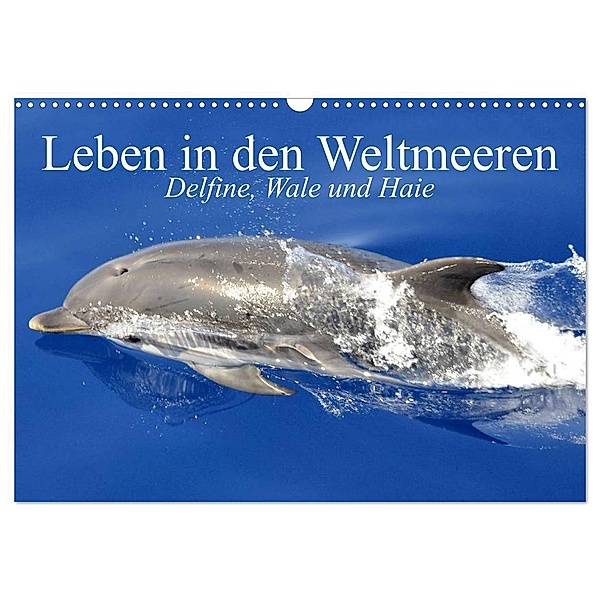 Leben in den Weltmeeren. Delfine, Wale und Haie (Wandkalender 2024 DIN A3 quer), CALVENDO Monatskalender, Elisabeth Stanzer