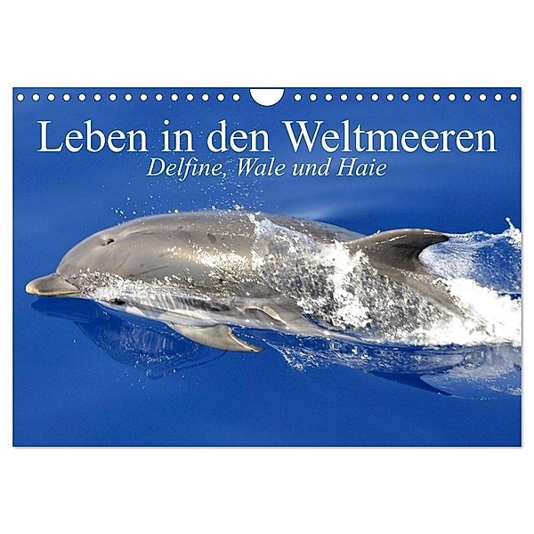 Leben in den Weltmeeren. Delfine, Wale und Haie (Wandkalender 2024 DIN A4 quer), CALVENDO Monatskalender, Elisabeth Stanzer