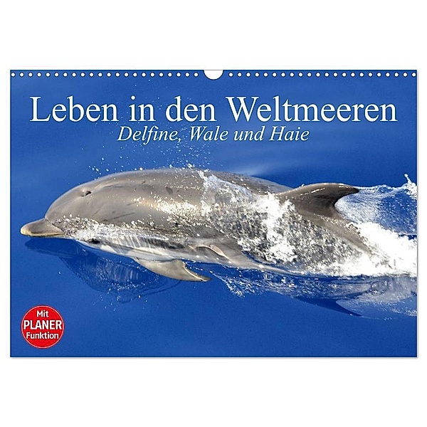 Leben in den Weltmeeren. Delfine, Wale und Haie (Wandkalender 2024 DIN A3 quer), CALVENDO Monatskalender, Elisabeth Stanzer