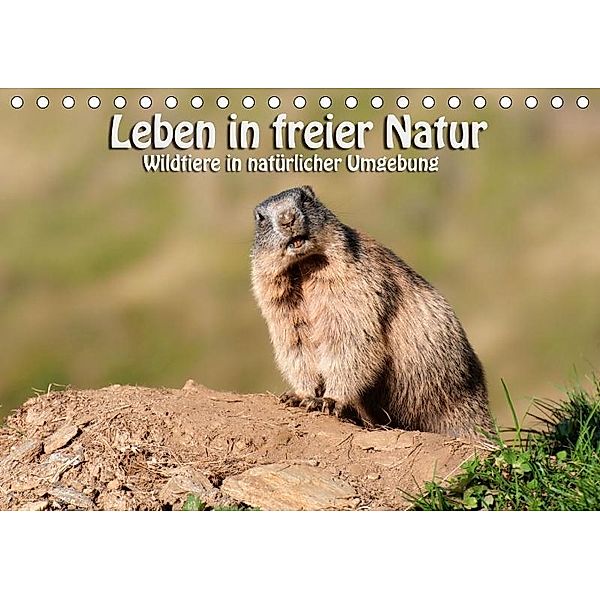 Leben in freier Natur - Wildtiere in natürlicher Umgebung (Tischkalender 2017 DIN A5 quer), Georg Niederkofler