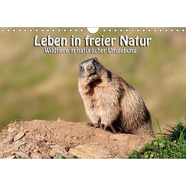 Leben in freier Natur - Wildtiere in natürlicher Umgebung (Wandkalender 2020 DIN A4 quer), Georg Niederkofler
