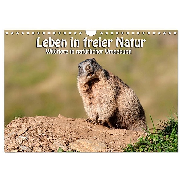 Leben in freier Natur - Wildtiere in natürlicher Umgebung (Wandkalender 2024 DIN A4 quer), CALVENDO Monatskalender, Georg Niederkofler