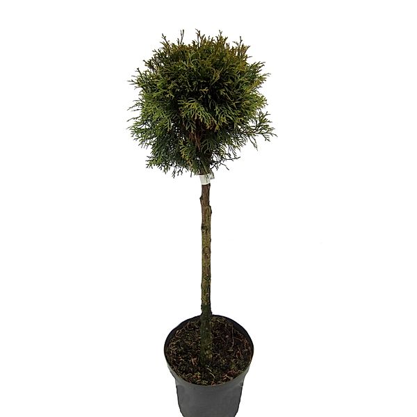 Lebensbaum Smaragd als Kugel geformt, 10 Liter Container, Stammhöhe ca. 60-80 cm, 1 Pflanze
