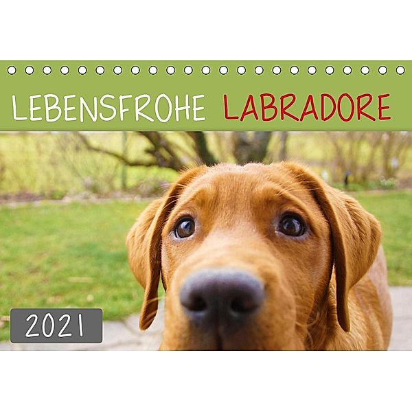 Lebensfrohe Labradore (Tischkalender 2021 DIN A5 quer), Alexandra Kurz