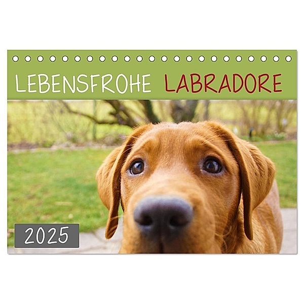 Lebensfrohe Labradore (Tischkalender 2025 DIN A5 quer), CALVENDO Monatskalender, Calvendo, Alexandra Kurz