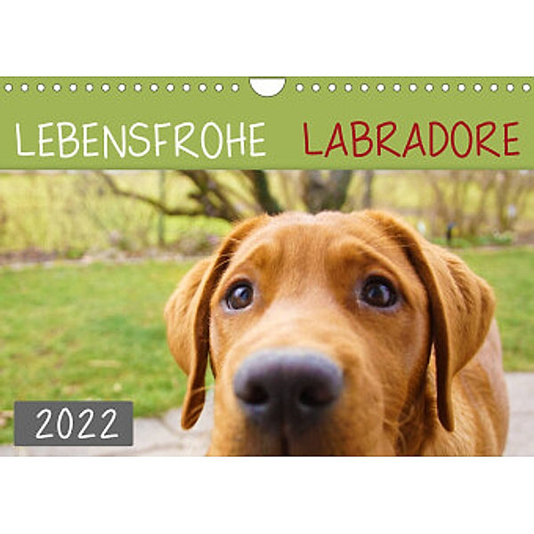 Lebensfrohe Labradore (Wandkalender 2022 DIN A4 quer), Alexandra Kurz
