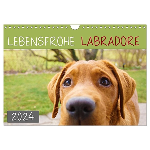 Lebensfrohe Labradore (Wandkalender 2024 DIN A4 quer), CALVENDO Monatskalender, Alexandra Kurz