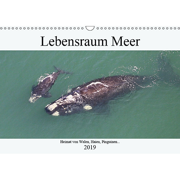 Lebensraum Meer - Heimat von Walen, Haien, Pinguinen... (Wandkalender 2019 DIN A3 quer), Michael Herzog