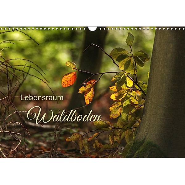 Lebensraum Waldboden (Wandkalender 2023 DIN A3 quer), Christine Wirges