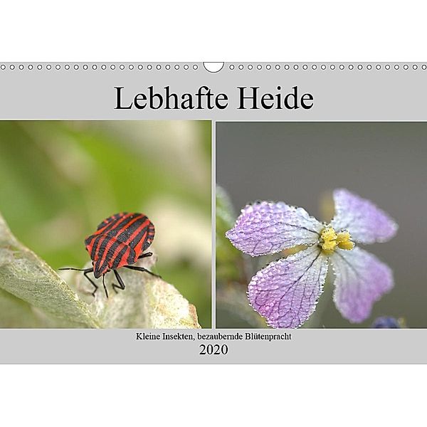 Lebhafte Heide - Kleine Insekten, bezaubernde Blütenpracht (Wandkalender 2020 DIN A3 quer), Kevin Andreas Lederle