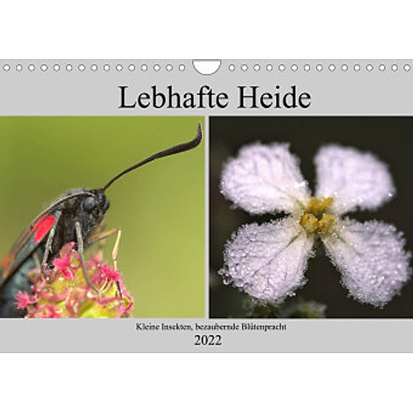 Lebhafte Heide - Kleine Insekten, bezaubernde Blütenpracht (Wandkalender 2022 DIN A4 quer), Kevin Andreas Lederle