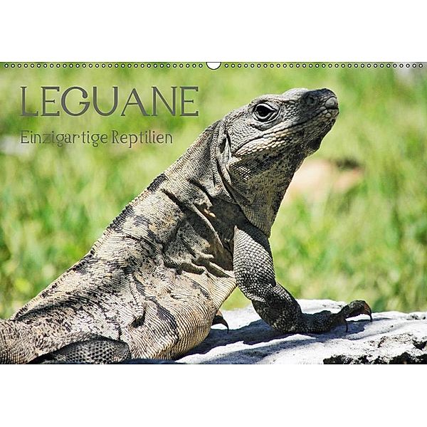 Leguane - Einzigartige Reptilien (Wandkalender 2019 DIN A2 quer), Frank Hornecker