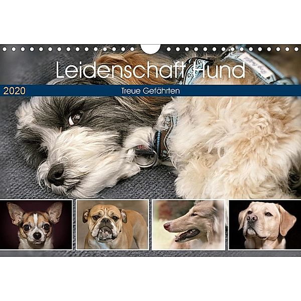 Leidenschaft Hund (Wandkalender 2020 DIN A4 quer), Doris Metternich