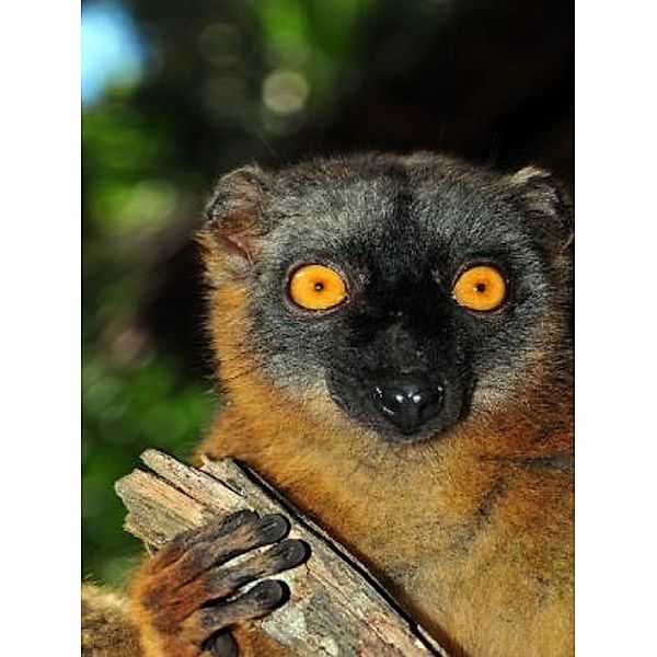 Lemur - 100 Teile (Puzzle)