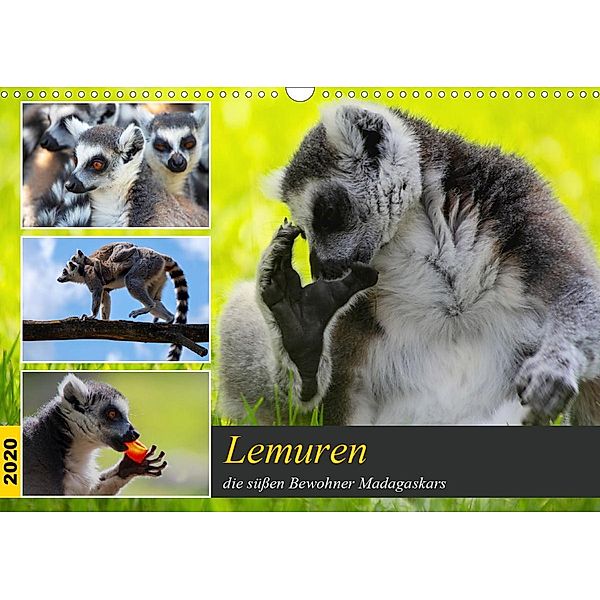 Lemuren die süßen Bewohner Madagaskars (Wandkalender 2020 DIN A3 quer), Tanja Riedel