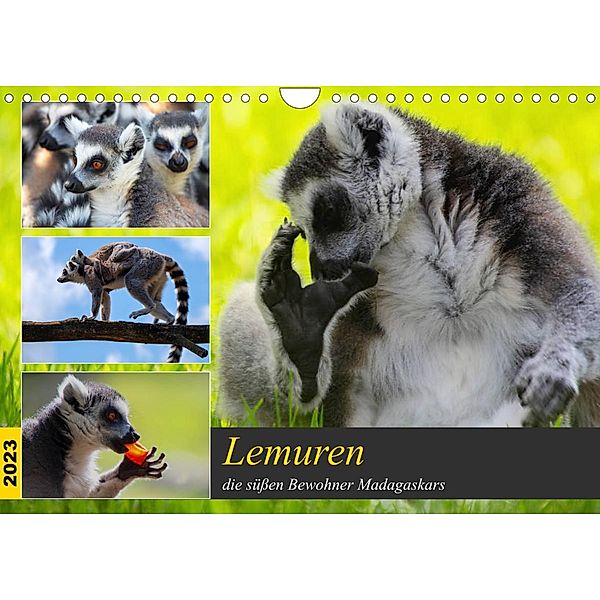 Lemuren die süßen Bewohner Madagaskars (Wandkalender 2023 DIN A4 quer), Tanja Riedel