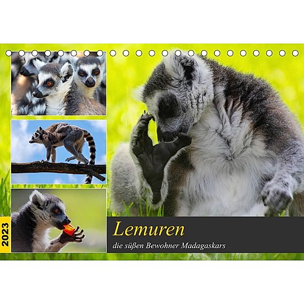 Lemuren die süßen Bewohner Madagaskars (Tischkalender 2023 DIN A5 quer), Tanja Riedel