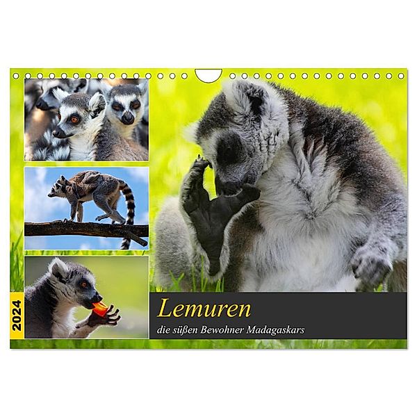 Lemuren die süßen Bewohner Madagaskars (Wandkalender 2024 DIN A4 quer), CALVENDO Monatskalender, Tanja Riedel