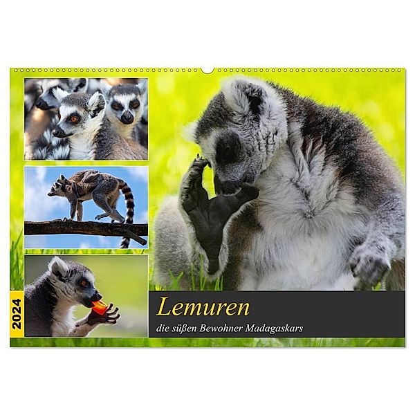 Lemuren die süßen Bewohner Madagaskars (Wandkalender 2024 DIN A2 quer), CALVENDO Monatskalender, Tanja Riedel