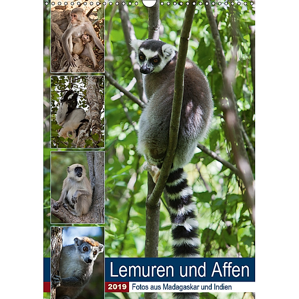 Lemuren und Affen - Fotos aus Madagaskar und Indien (Wandkalender 2019 DIN A3 hoch), Sabine Reuke