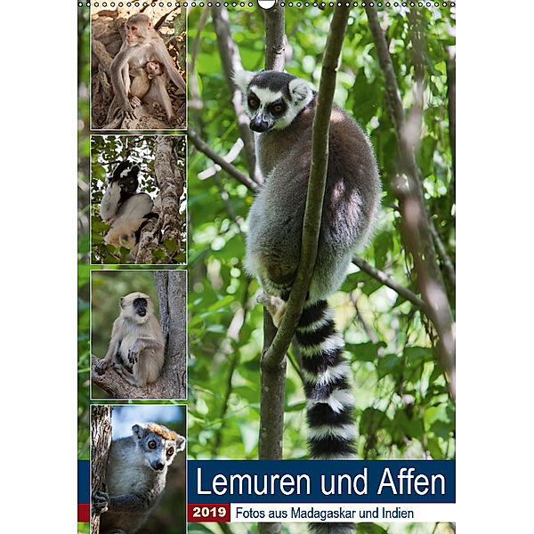 Lemuren und Affen - Fotos aus Madagaskar und Indien (Wandkalender 2019 DIN A2 hoch), Sabine Reuke