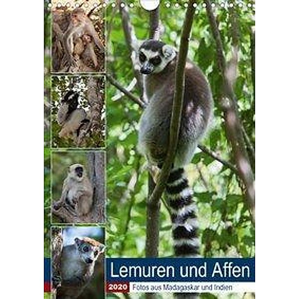 Lemuren und Affen - Fotos aus Madagaskar und Indien (Wandkalender 2020 DIN A4 hoch), Sabine Reuke