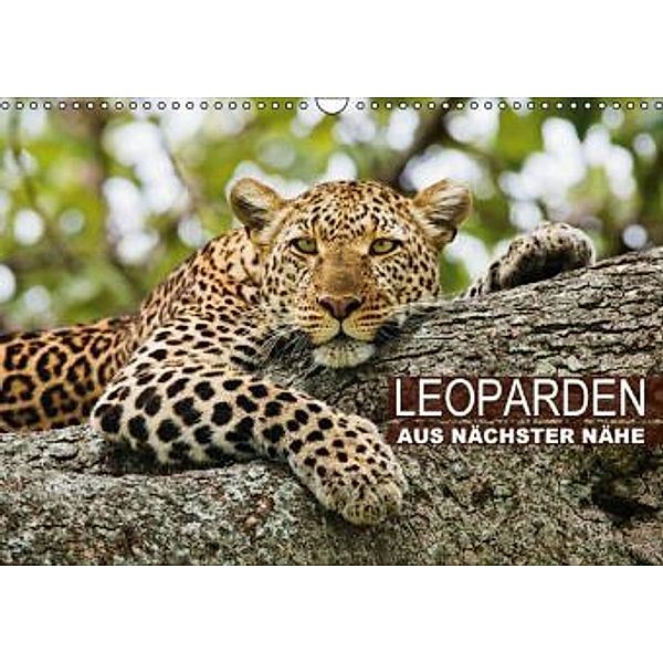 Leoparden - aus nächster Nähe (Wandkalender 2016 DIN A3 quer), Calvendo