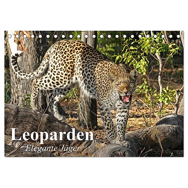 Leoparden. Elegante Jäger (Tischkalender 2024 DIN A5 quer), CALVENDO Monatskalender, Elisabeth Stanzer