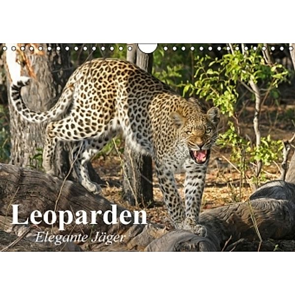 Leoparden. Elegante Jäger (Wandkalender 2016 DIN A4 quer), Elisabeth Stanzer