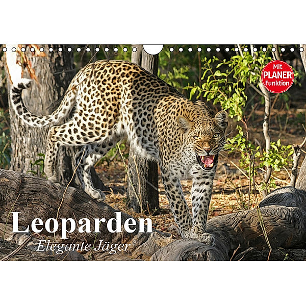 Leoparden. Elegante Jäger (Wandkalender 2019 DIN A4 quer), Elisabeth Stanzer