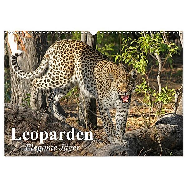 Leoparden. Elegante Jäger (Wandkalender 2024 DIN A3 quer), CALVENDO Monatskalender, Elisabeth Stanzer
