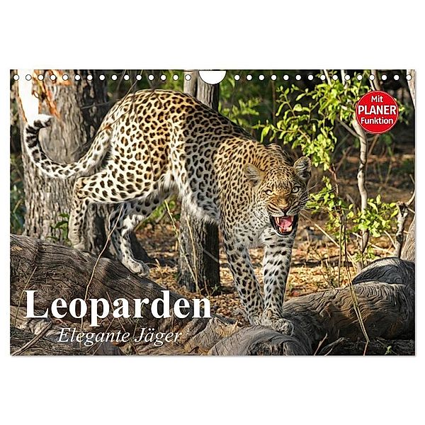 Leoparden. Elegante Jäger (Wandkalender 2024 DIN A4 quer), CALVENDO Monatskalender, Elisabeth Stanzer