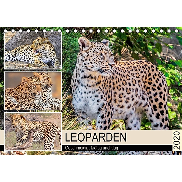 Leoparden. Geschmeidig, kräftig und klug (Tischkalender 2020 DIN A5 quer), Rose Hurley