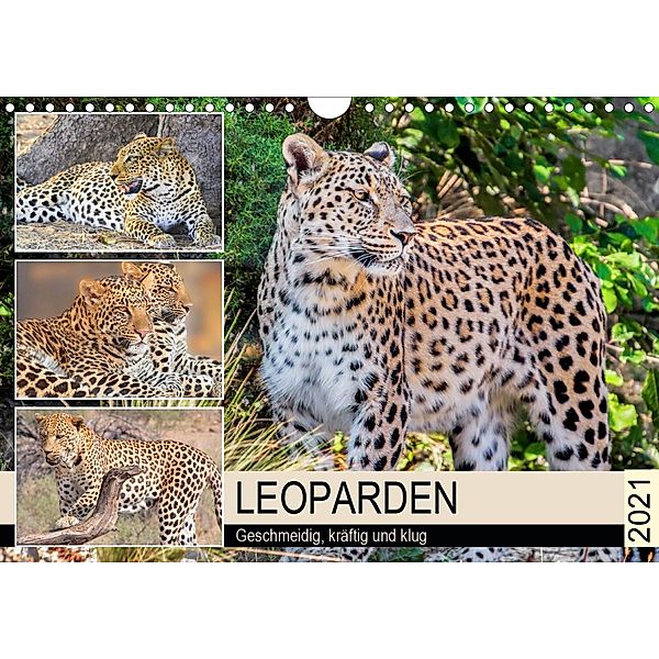 Leoparden. Geschmeidig, kräftig und klug (Wandkalender 2021 DIN A4 quer), Rose Hurley