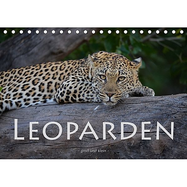 Leoparden - groß und klein (Tischkalender 2018 DIN A5 quer), Robert Styppa