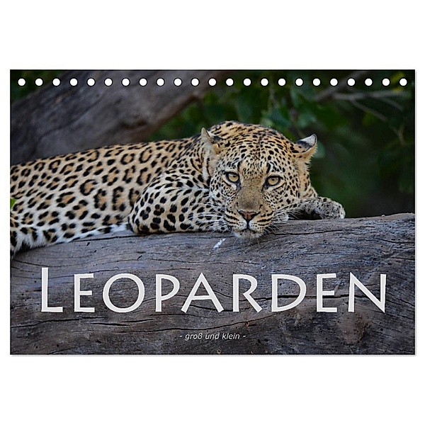 Leoparden - gross und klein (Tischkalender 2024 DIN A5 quer), CALVENDO Monatskalender, Robert Styppa