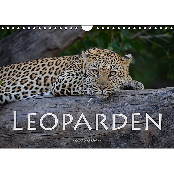Leoparden - groß und klein (Wandkalender 2018 DIN A4 quer), Robert Styppa