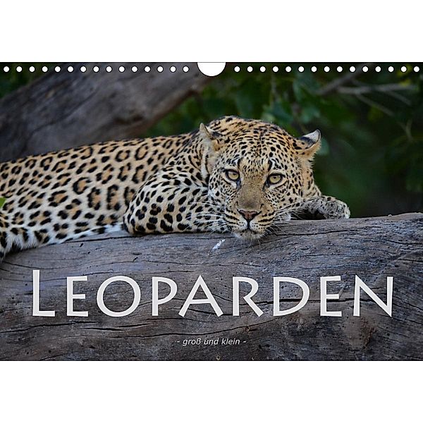 Leoparden - groß und klein (Wandkalender 2020 DIN A4 quer), Robert Styppa