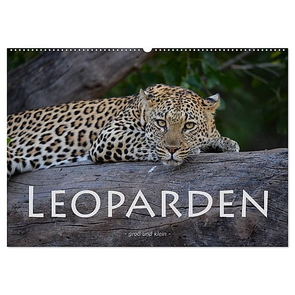 Leoparden - gross und klein (Wandkalender 2024 DIN A2 quer), CALVENDO Monatskalender, Robert Styppa