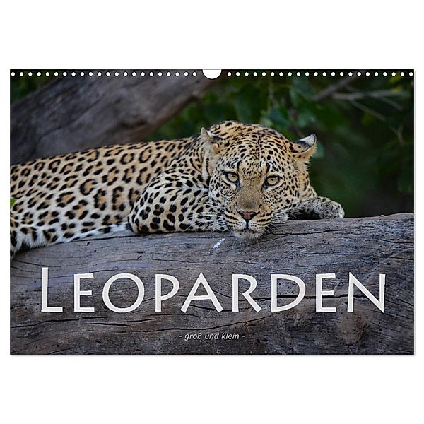 Leoparden - gross und klein (Wandkalender 2024 DIN A3 quer), CALVENDO Monatskalender, Robert Styppa