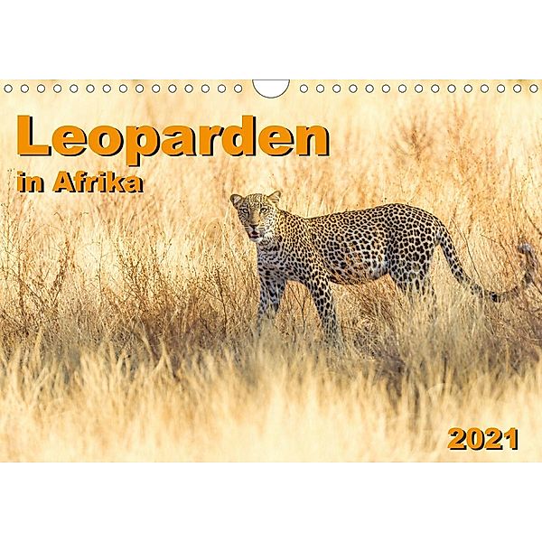 Leoparden in Afrika (Wandkalender 2021 DIN A4 quer), Gerd-Uwe Neukamp