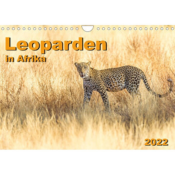 Leoparden in Afrika (Wandkalender 2022 DIN A4 quer), Dr. Gerd-Uwe Neukamp