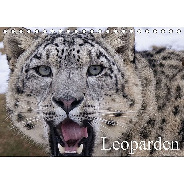 Leoparden (Tischkalender immerwährend DIN A5 quer), Elisabeth Stanzer