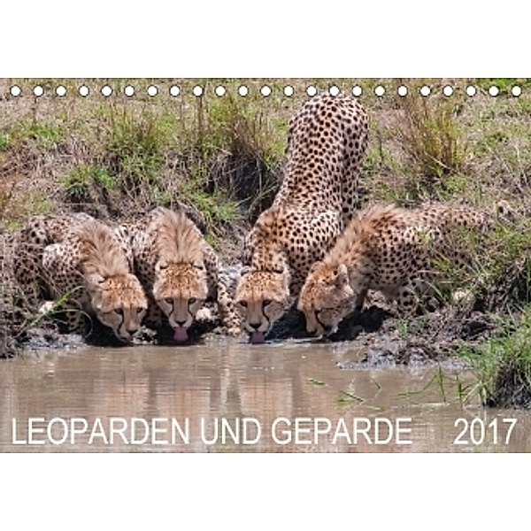 Leoparden und Geparde (Tischkalender 2017 DIN A5 quer), Andreas Lippmann