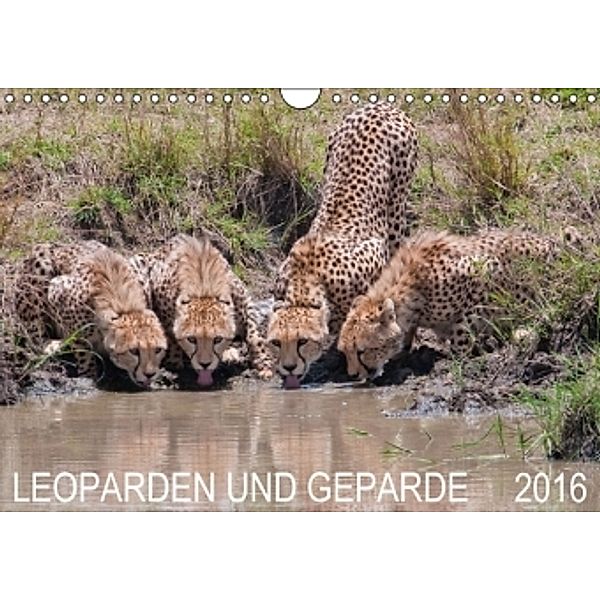Leoparden und Geparde (Wandkalender 2016 DIN A4 quer), Andreas Lippmann